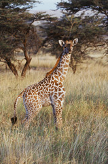Naklejka na ściany i meble Kenya, Maasai Mara National Reserve, Baby Maasai Giraffe(Giraffa Camelopardalis Tippelskirchi)