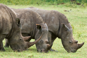 Fototapeta premium Kenya, Lake Nakuru National Park. Three white rhinoceroses grazing. Credit as: Dennis Kirkland / Jaynes Gallery / DanitaDelimont.com