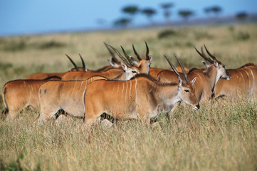 Naklejka na ściany i meble Kenya, Maasai Mara National Reserve, Giant Elands(Taurotragus Derbianus)