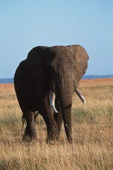 Fototapeta na wymiar Kenya, Maasai Mara National Reserve, African Bush Elephant(Loxodonta Africana)