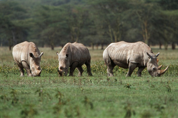 Kenya, Lake Nakuru National Park, Trio of White Rhinoceros (Ceratotherium simum) grazing