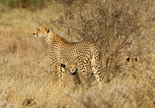 Kenya, Samburu National Reserve. Mother cheetah with two babies. Credit as: Dennis Kirkland / Jaynes Gallery / DanitaDelimont.com