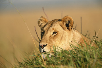 Kenya, Maasai Mara National Reserve, Female Lion (Panthera Leo)