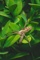 Brown spider is perched on the plant with many small green leaves