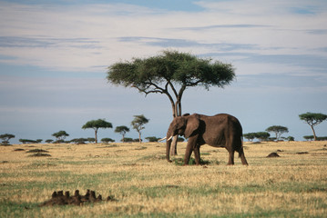 Fototapeta na wymiar Kenya, Maasai Mara National Reserve, African Elephant (Loxodonta Africana), (African Bush Elephant)