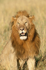 Fototapeta na wymiar Kenya, Maasai Mara National Reserve, Male Lion (Panthera Leo)