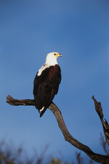 Kenya, Maasai Mara National Reserve, View of African Fish Eagle Perching on branch