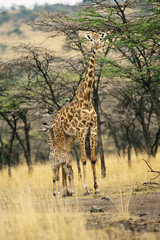 Kenya, Maasai Mara National Reserve, Kenyan Giraffe and three day old baby