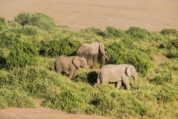 Fototapeta premium East Africa, Kenya, Amboseli National Park, elephant (Loxodanta africana)