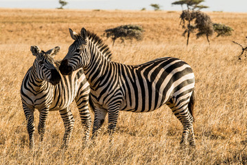 Fototapeta na wymiar East Africa, Kenya, Chyulu Hills, Old Donyo Wuas Lodge, Mbirikani, pair of Burchell's zebra