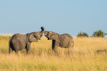Fototapeta premium East Africa, Kenya, Maasai Mara National Reserve, Mara Conservancy, Mara Triangle, Mara River Basin, African elephant (Loxodonta africana)
