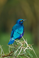 Kenya, Lake Nakuru National Park. Starling bird perched in a thorny acacia tree. Credit as: Dennis Kirkland / Jaynes Gallery / DanitaDelimont.com