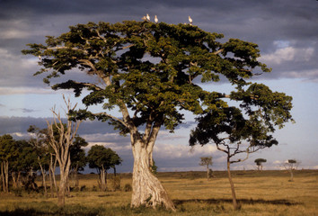Obraz premium Kenya: Masai Mara Game Reserve, Strangler fig with European storks ('Ciconia nigra').