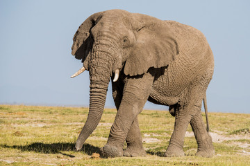 Fototapeta premium East Africa, Kenya, Amboseli National Park, elephant (Loxodanta africana)