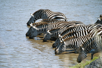 Fototapeta na wymiar Kenya, Maasai Mara National Reserve, Burchell's Zebra (Equus Burchelli) drinking from Mara River