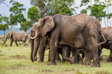 Fototapeta premium East Africa, Kenya, Maasai Mara National Reserve, Mara Conservancy, Mara Triangle, Mara River Basin, African elephant (Loxodonta africana)