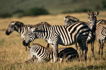 Fototapeta na wymiar Kenya, View of Zebra in Maasai Mara National Reserve