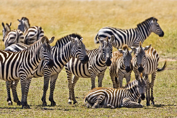 Fototapeta na wymiar Zebras herding in the fields of the Maasai Mara Kenya. 