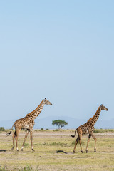 East Africa, Kenya, outside Amboseli National Park, Maasai giraffe (Giraffa camelopardalis tippelskirchi)
