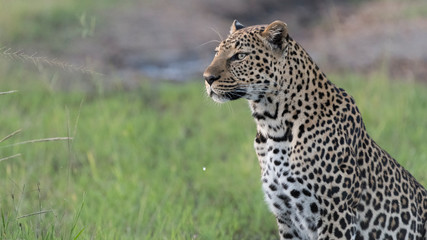 Fototapeta na wymiar Africa, Kenya, Maasai Mara National Reserve. Close-up of leopard.