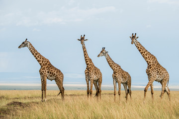 East Africa, Kenya, Maasai Mara National Reserve, Mara Conservancy, Mara Triangle, Mara River Basin, Maasai giraffe