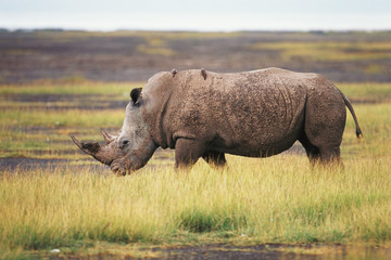 Kenya, Lake Nakuru National Park, White Rhinoceros (Ceratotherium Simum)