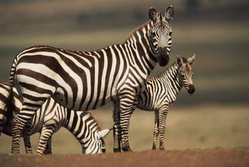 Fototapeta na wymiar Kenya, Maasai Mara National Reserve, Baby Burchell's Zebra with mother