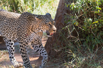 Africa, Kenya, Samburu National Reserve. African Leopard (Panthera pardus pardus) in grasslands.