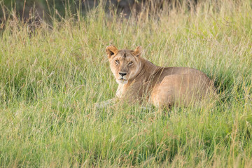 Fototapeta na wymiar Kenya, Masai Mara National Reserve. African Lion (Panthera leo) female.