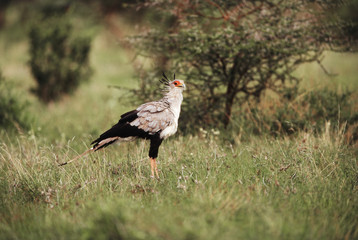 Kenya, Nairobi, Nairobi National Park, Black-Bellied Bustard (Eupodotis Melanogaster)