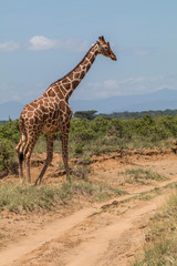 Africa, Kenya, Samburu National Park, Reticulated Giraffe (giraffa Camelopardalis Reticulata).