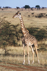 Kenya, Maasai Mara National Reserve, Maasai Giraffe(Giraffa Camelopardalis Tippelskirchi)
