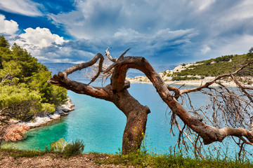 Fototapeta premium Tree silhouette. Pine. Pucisca, Brac Island, Croatia.