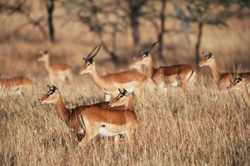 Kenya, Samburu, Herds of Impalas of Plains (Aepyceros Melampus) looking in one direction