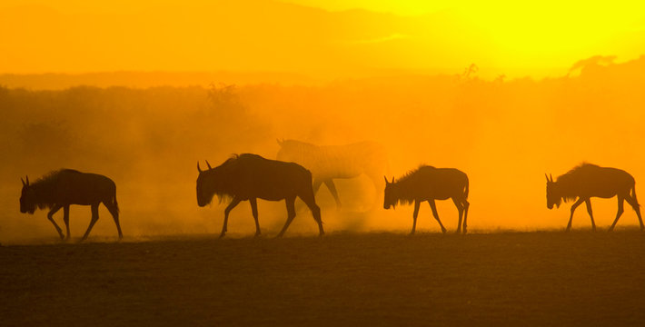 Silhouettes of Blue Wildebeest (Connochaetes taurinus) at sunset, Masai Mara National Reserve, Kenya