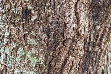 Old tree bark texture background