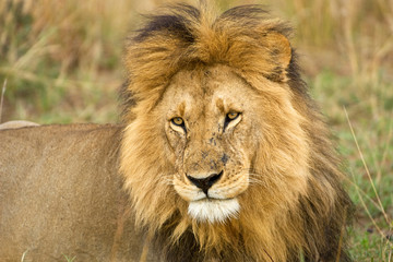 Kenya, Masai Mara. Close-up of lion. Credit as: Dennis Kirkland / Jaynes Gallery / DanitaDelimont.com