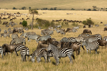 Fototapeta na wymiar Kenya, Masai Mara. Zebras and wildebeests grazing. Credit as: Dennis Kirkland / Jaynes Gallery / DanitaDelimont.com