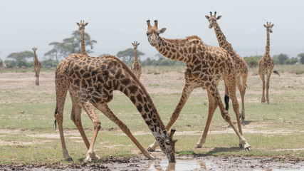 Africa, Kenya, Amboseli National Park. Giraffe drinking muddy water.