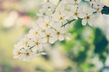 Branch of blossoming apple, macro with soft focus, gentle light background, toned