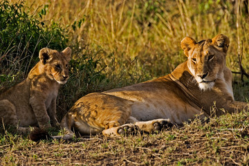 A female lion sitting with her cub in the Maasai Mara. 