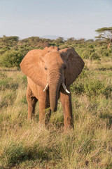 Africa, Kenya, Samburu National Reserve. Elephants in Savannah.(Loxodonta Africana).