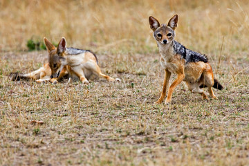 Silver-backed Jackals caring for each other in the brush of Maasai Mara Kenya. 