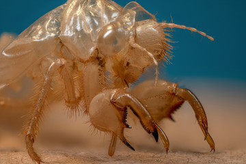 exuvie de cigale en macro (1X-5X) focus stacking