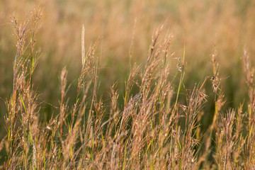 East Africa, Kenya, Maasai Mara National Reserve, Mara Conservancy, Mara Triangle, Mara River Basin