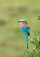 Kenya, Masai Mara. Lilac-breasted roller perched on a tree branch. Credit as: Dennis Kirkland / Jaynes Gallery / DanitaDelimont.com