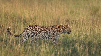 Africa, Kenya, Maasai Mara National Reserve. Close-up of walking leopard.