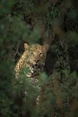 Kenya, Lake Nakuru National Park. A male leopard framed by bushes. 