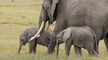 Africa, Kenya, Amboseli National Park. Elephants on the march.