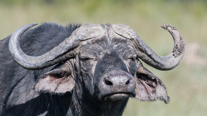 Africa, Kenya, Maasai Mara National Reserve. Cape buffalo portrait.